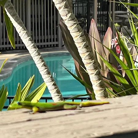 Your Slice Of Paradise In Kona - Walk To Beach And Stores Kailua-Kona Exterior photo