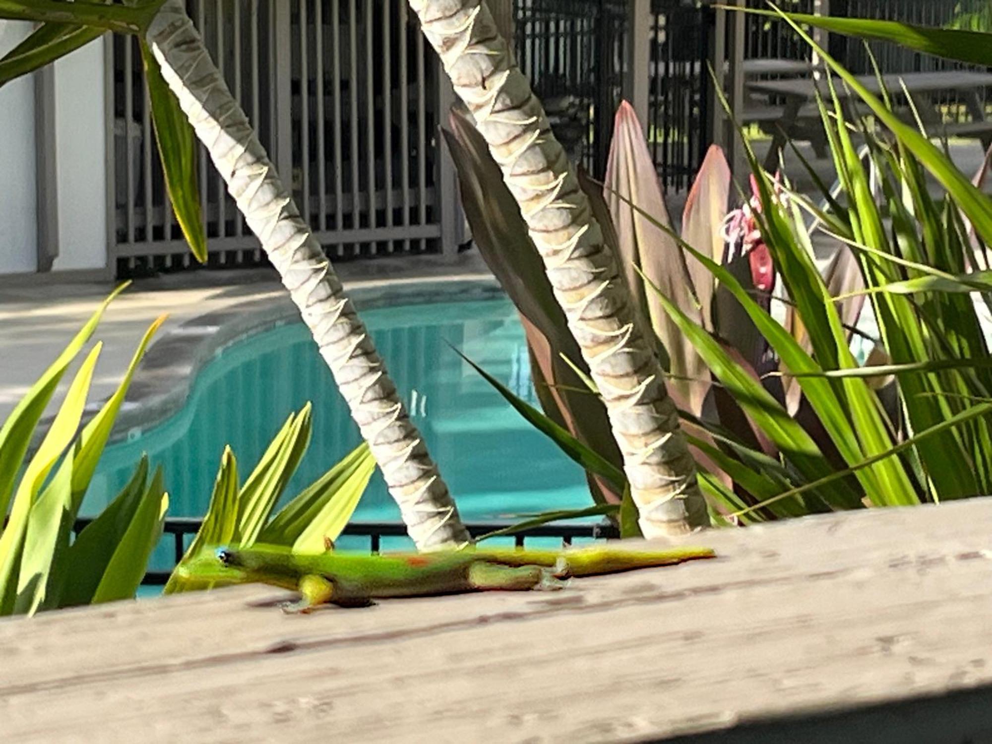 Your Slice Of Paradise In Kona - Walk To And Stores Kailua-Kona